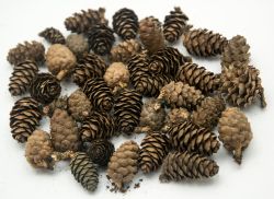 Натурални Шишарки - 30 бр.