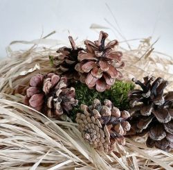 Натурални Шишарки - 10 бр. - 5.00 х 6 ,00 см