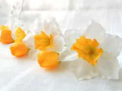 Нарциси Бели - 7 бр.